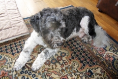 In-memoriam-4febr2005-21sept2019-Puck, just the way you are