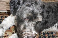 In-memoriam-4febr2005-21sept2019-Puck, just the way you are