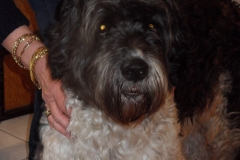 In-memoriam-4febr2005-21sept2019-Puck, just the way you are